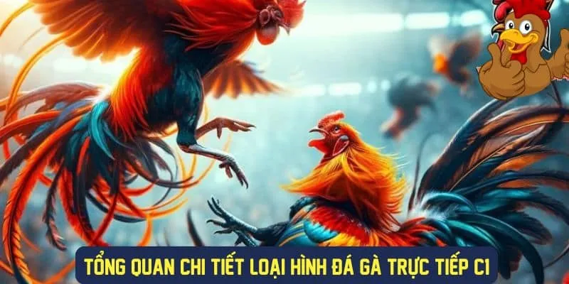 Các hình thức đá gà trực tiếp c1 thomo
