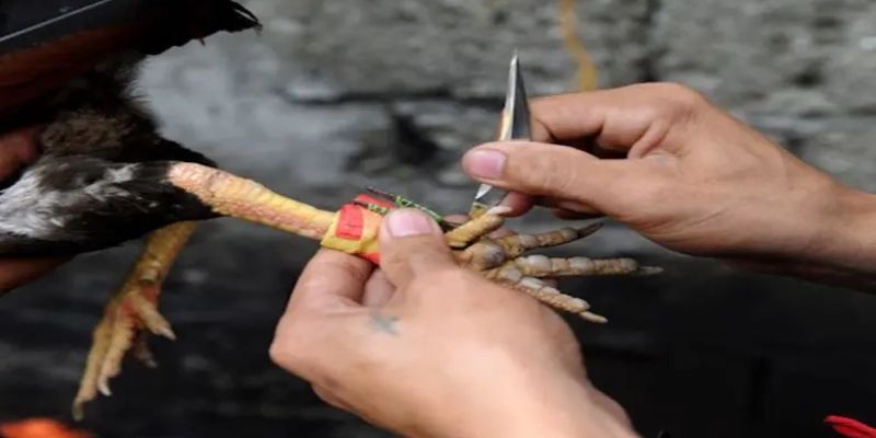 Đá gà thomo Dr88 thánh địa đá gà số 1 thị trường