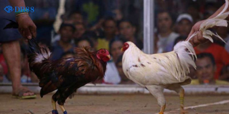 Đá Gà Trực Tiếp C4 Sự Hấp Dẫn Đến Từ Những “Chiến Binh Gà” Mạnh Mẽ