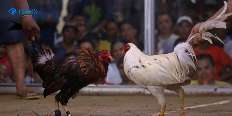 Các chiến binh luôn được tuyển chọn kỹ lưỡng