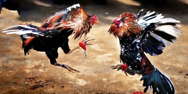 Rất nhiều các trận đá gà hấp dẫn
