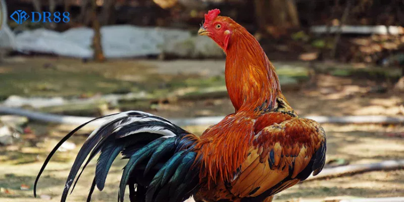 Lựa chọn đúng chiến binh giúp bạn chiến thắng