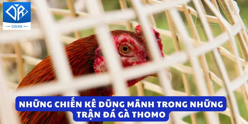 Những chiến kê dũng mãnh trong những trận đá gà thomo