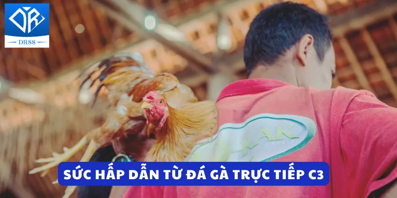 Sức hấp dẫn từ đá gà trực tiếp C3 tại Dr88