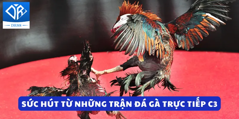 Sức hút từ những trận đá gà trực tiếp C3