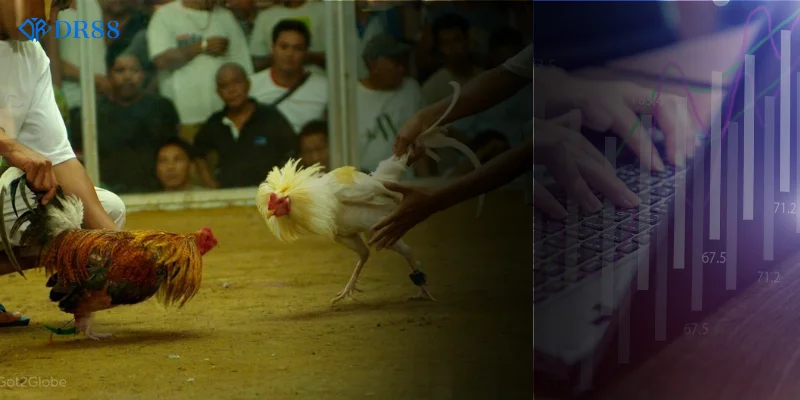 Từ đá gà truyền thống phát triển nên đá gà trực tiếp