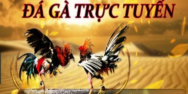 Vì sao đá gà C4 lại thu hút?