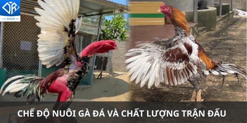 Chế Độ Nuôi Gà Đá Bí Quyết Để Có Những Chiến Kê Xuất Sắc