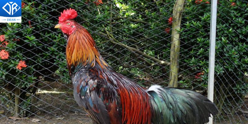 Chế Độ Nuôi Gà Đá Bí Quyết Để Có Những Chiến Kê Xuất Sắc