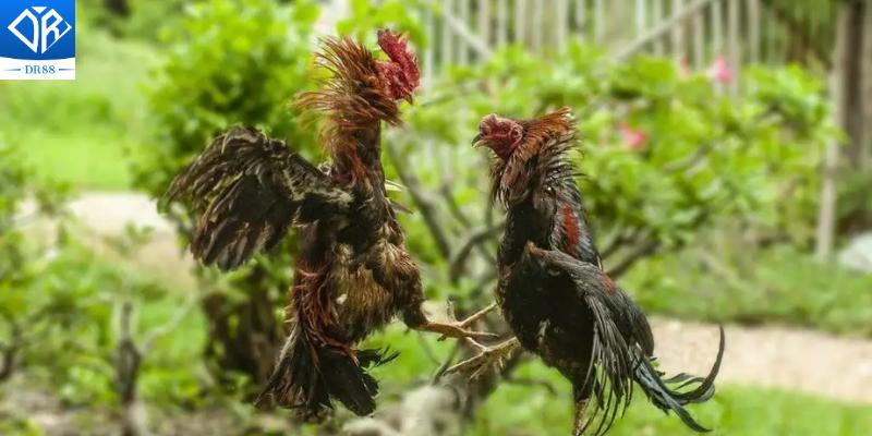 Chế Độ Nuôi Gà Đá Bí Quyết Để Có Những Chiến Kê Xuất Sắc