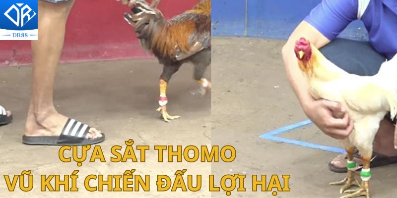 Cựa Sắt Thomo Vũ Khí Chiến Đấu Lợi Hại Của Các Chiến Kê