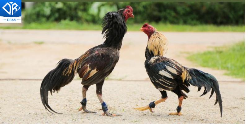 Cựa Sắt Thomo Vũ Khí Chiến Đấu Lợi Hại Của Các Chiến Kê