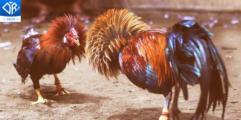 Cựa Sắt Thomo Vũ Khí Chiến Đấu Lợi Hại Của Các Chiến Kê