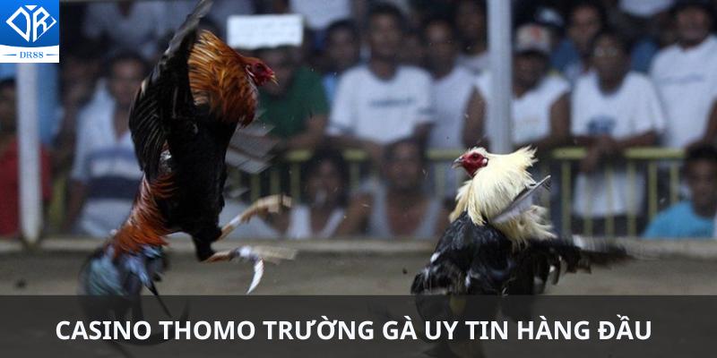 Khám Phá Casino Thomo Trung Tâm Cá Cược Đá Gà Hàng Đầu Hiện Nay