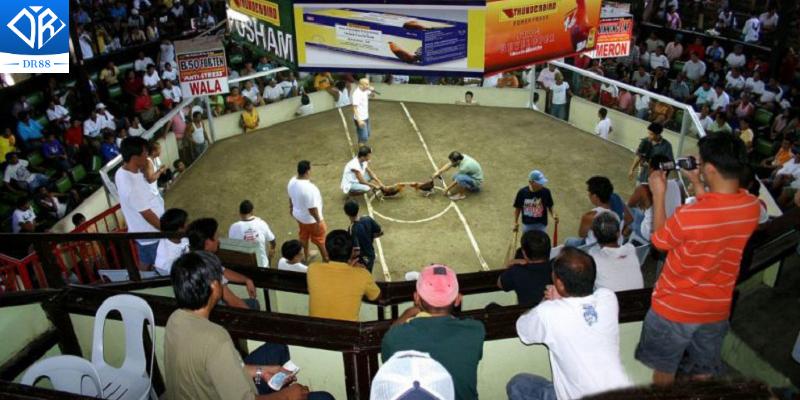 Khám Phá Casino Thomo Trung Tâm Cá Cược Đá Gà Hàng Đầu Hiện Nay