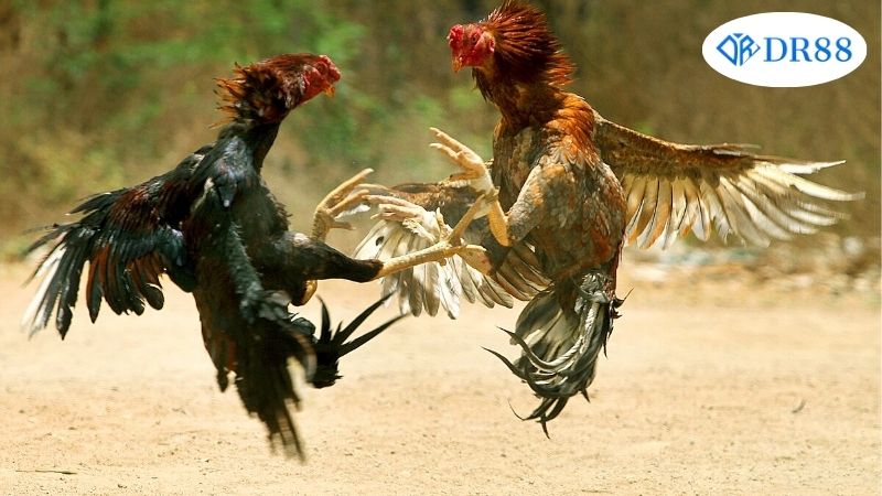 Lịch Sử Và Sự Phát Triển Của Môn Đá Gà Qua Các Thời Kỳ