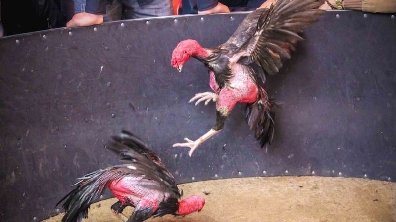 Lịch sử và nguồn gốc của trò chơi đá gà